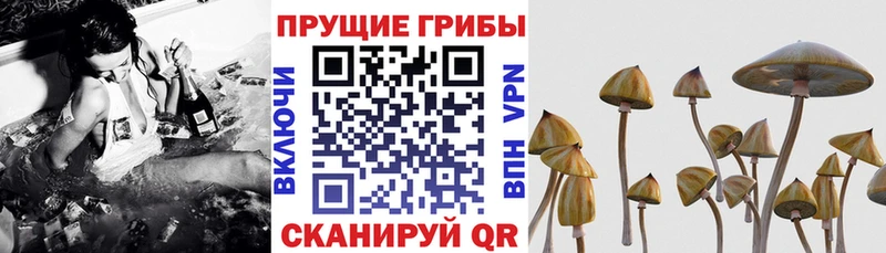 где купить наркоту  нарко площадка клад  Псилоцибиновые грибы мухоморы  Ленинск-Кузнецкий 